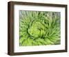 Giant Lobelia Rosette of Leaves, Mount Kenya National Park, Kenya-Martin Zwick-Framed Photographic Print