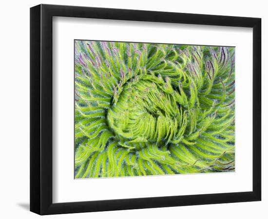 Giant Lobelia Rosette of Leaves, Mount Kenya National Park, Kenya-Martin Zwick-Framed Photographic Print