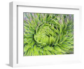 Giant Lobelia Rosette of Leaves, Mount Kenya National Park, Kenya-Martin Zwick-Framed Photographic Print