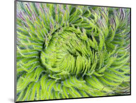 Giant Lobelia Rosette of Leaves, Mount Kenya National Park, Kenya-Martin Zwick-Mounted Photographic Print