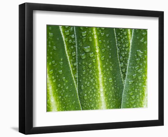 Giant Lobelia Rosette of Leaves, Mount Kenya National Park, Kenya-Martin Zwick-Framed Photographic Print