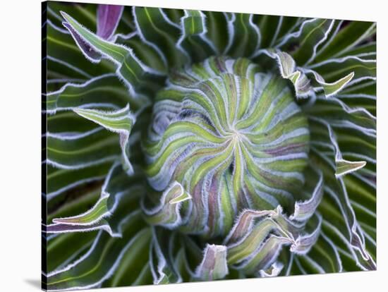 Giant Lobelia Rosette of Leaves, Mount Kenya National Park, Kenya-Martin Zwick-Stretched Canvas