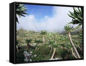 Giant Lobelias in Highlands, Guassa Region, Ethiopia-George Chan-Framed Stretched Canvas