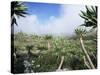 Giant Lobelias in Highlands, Guassa Region, Ethiopia-George Chan-Stretched Canvas