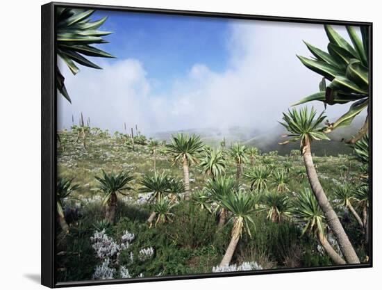 Giant Lobelias in Highlands, Guassa Region, Ethiopia-George Chan-Framed Photographic Print