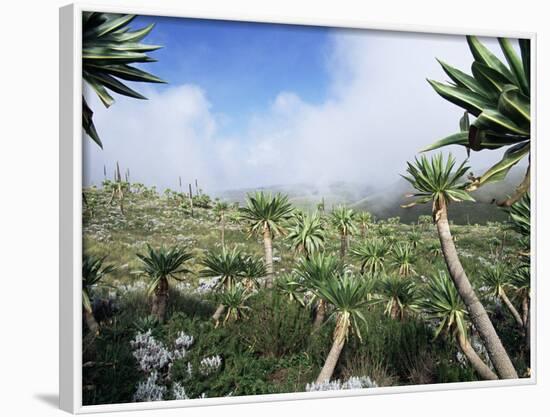 Giant Lobelias in Highlands, Guassa Region, Ethiopia-George Chan-Framed Photographic Print