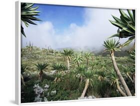 Giant Lobelias in Highlands, Guassa Region, Ethiopia-George Chan-Framed Photographic Print