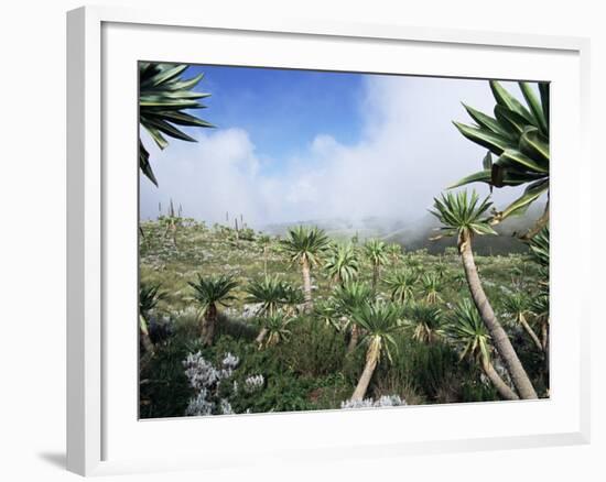 Giant Lobelias in Highlands, Guassa Region, Ethiopia-George Chan-Framed Photographic Print