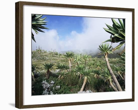 Giant Lobelias in Highlands, Guassa Region, Ethiopia-George Chan-Framed Photographic Print