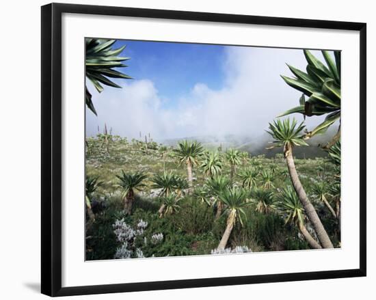 Giant Lobelias in Highlands, Guassa Region, Ethiopia-George Chan-Framed Photographic Print