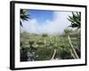 Giant Lobelias in Highlands, Guassa Region, Ethiopia-George Chan-Framed Photographic Print