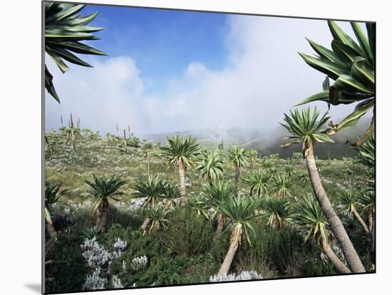 Giant Lobelias in Highlands, Guassa Region, Ethiopia-George Chan-Mounted Photographic Print