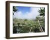 Giant Lobelias in Highlands, Guassa Region, Ethiopia-George Chan-Framed Photographic Print