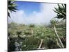 Giant Lobelias in Highlands, Guassa Region, Ethiopia-George Chan-Mounted Photographic Print