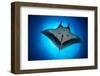 Giant Manta Ray, San Benedicto Island, Pacific Ocean-Claudio Contreras-Framed Photographic Print