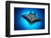 Giant Manta Ray, San Benedicto Island, Pacific Ocean-Claudio Contreras-Framed Photographic Print