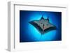 Giant Manta Ray, San Benedicto Island, Pacific Ocean-Claudio Contreras-Framed Photographic Print