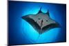 Giant Manta Ray, San Benedicto Island, Pacific Ocean-Claudio Contreras-Mounted Photographic Print