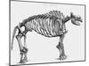 Giant Mastodon Skeleton, 1830-null-Mounted Giclee Print