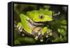 Giant Monkey Treefrog (PhyllomedUSA Bicolor)-Lynn M^ Stone-Framed Stretched Canvas