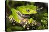 Giant Monkey Treefrog (PhyllomedUSA Bicolor)-Lynn M^ Stone-Stretched Canvas