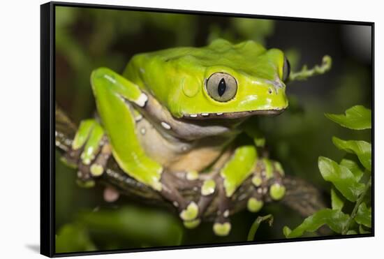 Giant Monkey Treefrog (PhyllomedUSA Bicolor)-Lynn M^ Stone-Framed Stretched Canvas