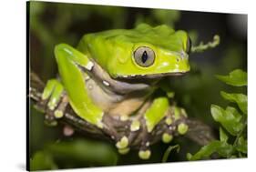 Giant Monkey Treefrog (PhyllomedUSA Bicolor)-Lynn M^ Stone-Stretched Canvas