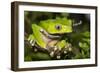 Giant Monkey Treefrog (PhyllomedUSA Bicolor)-Lynn M^ Stone-Framed Photographic Print