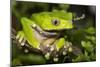 Giant Monkey Treefrog (PhyllomedUSA Bicolor)-Lynn M^ Stone-Mounted Photographic Print