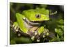 Giant Monkey Treefrog (PhyllomedUSA Bicolor)-Lynn M^ Stone-Framed Photographic Print