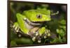 Giant Monkey Treefrog (PhyllomedUSA Bicolor)-Lynn M^ Stone-Framed Photographic Print