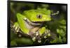 Giant Monkey Treefrog (PhyllomedUSA Bicolor)-Lynn M^ Stone-Framed Photographic Print