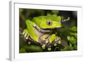 Giant Monkey Treefrog (PhyllomedUSA Bicolor)-Lynn M^ Stone-Framed Photographic Print