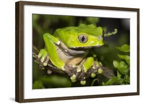 Giant Monkey Treefrog (PhyllomedUSA Bicolor)-Lynn M^ Stone-Framed Photographic Print