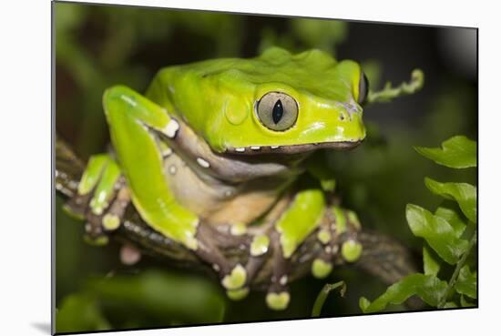 Giant Monkey Treefrog (PhyllomedUSA Bicolor)-Lynn M^ Stone-Mounted Photographic Print