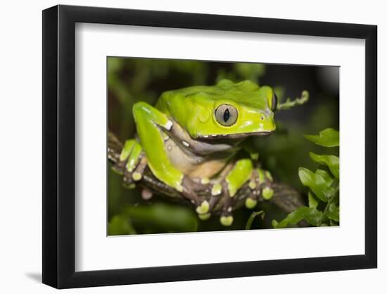 Giant Monkey Treefrog (PhyllomedUSA Bicolor)-Lynn M^ Stone-Framed Photographic Print