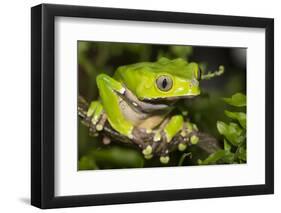 Giant Monkey Treefrog (PhyllomedUSA Bicolor)-Lynn M^ Stone-Framed Photographic Print