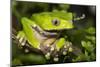 Giant Monkey Treefrog (PhyllomedUSA Bicolor)-Lynn M^ Stone-Mounted Photographic Print