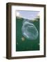 Giant Moon Jellyfish in Jellyfish Lake (Aurita Aurita) with Mastigias Jellyfish in the Background-Reinhard Dirscherl-Framed Photographic Print