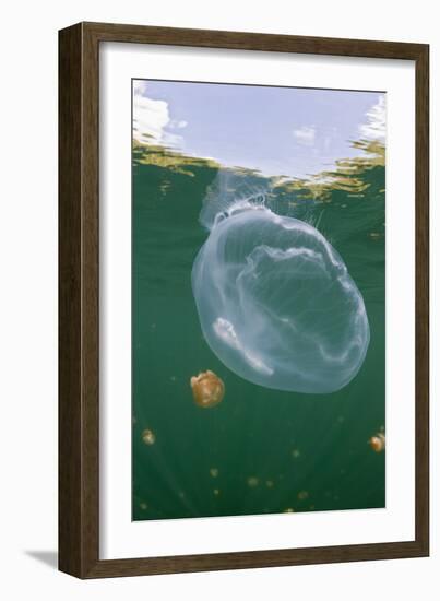 Giant Moon Jellyfish in Jellyfish Lake (Aurita Aurita) with Mastigias Jellyfish in the Background-Reinhard Dirscherl-Framed Photographic Print