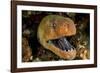 Giant moray with mouth open, looming out of a crevice, Egypt-Alex Mustard-Framed Photographic Print