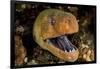 Giant moray with mouth open, looming out of a crevice, Egypt-Alex Mustard-Framed Photographic Print