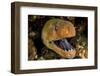 Giant moray with mouth open, looming out of a crevice, Egypt-Alex Mustard-Framed Photographic Print