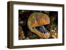 Giant moray with mouth open, looming out of a crevice, Egypt-Alex Mustard-Framed Photographic Print