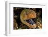 Giant moray with mouth open, looming out of a crevice, Egypt-Alex Mustard-Framed Photographic Print