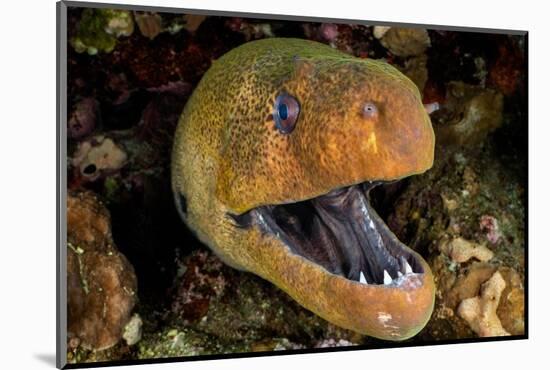 Giant moray with mouth open, looming out of a crevice, Egypt-Alex Mustard-Mounted Photographic Print