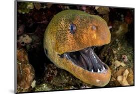 Giant moray with mouth open, looming out of a crevice, Egypt-Alex Mustard-Mounted Photographic Print