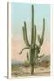 Giant Multi-Armed Saguaro Cactus-null-Stretched Canvas