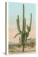 Giant Multi-Armed Saguaro Cactus-null-Stretched Canvas