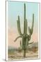 Giant Multi-Armed Saguaro Cactus-null-Mounted Art Print